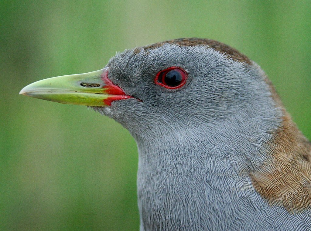 Trasa „ZIELONKA” – Polesie BirdWatching
