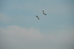 DSCN0743