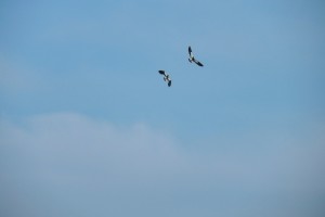 DSCN07432