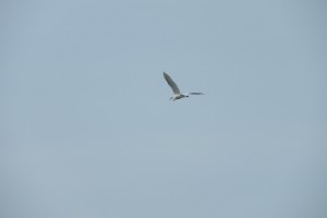 DSCN0865